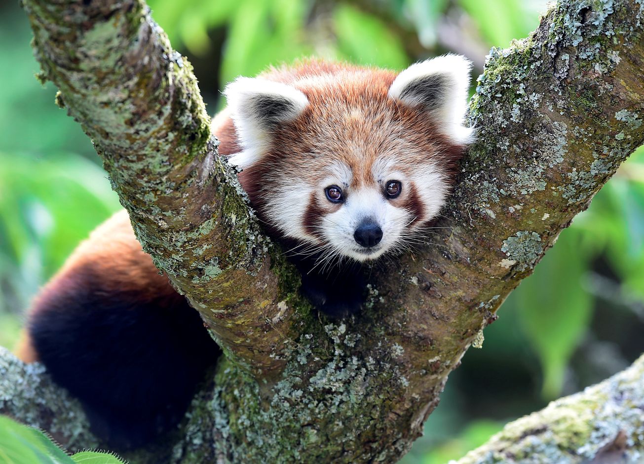 DNA Can Save This Amazing Creature: Red Pandas Offers Lessons on